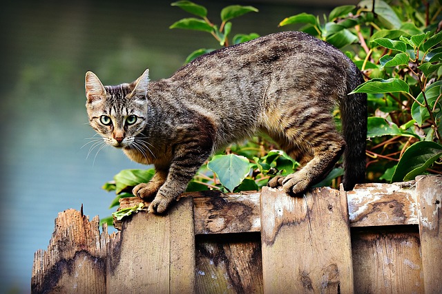 Proč mají kočkovité šelmy zatažitelné drápy